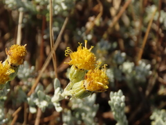 Senecio patagonicus