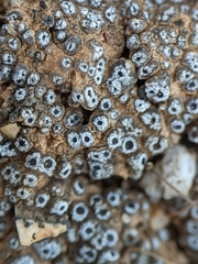 Acarospora thelococcoides