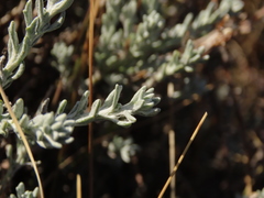 Senecio patagonicus