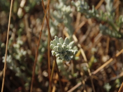Senecio patagonicus