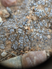 Acarospora thelococcoides