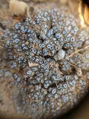 Acarospora thelococcoides