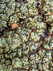 Acarospora schleicheri