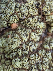 Acarospora schleicheri