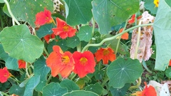 Tropaeolum majus