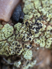 Acarospora schleicheri