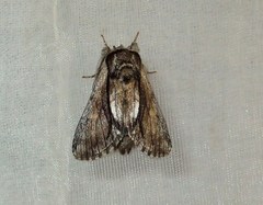 Paradrymonia vittata