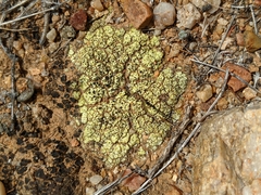 Acarospora schleicheri