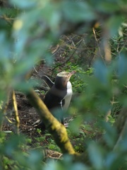 Megadyptes antipodes