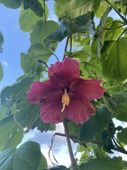 Thespesia grandiflora