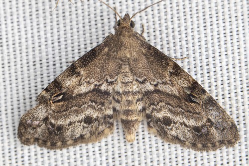 Melanomma auricinctaria Grote, 1875