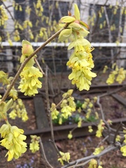 Corylopsis