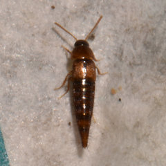 Tachyporus nitidulus