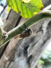 Metcalfiella erecta