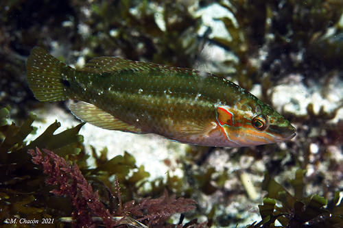 Ocellated Wrasse