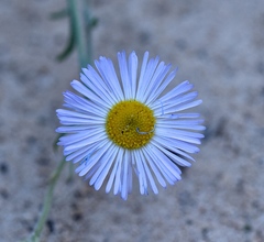 Erigeron concinnus