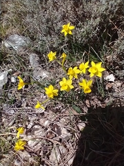 Narcissus assoanus assoanus
