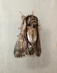 Paradrymonia vittata