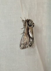 Paradrymonia vittata