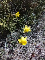 Narcissus assoanus assoanus