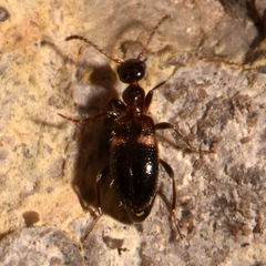 Malporus formicarius