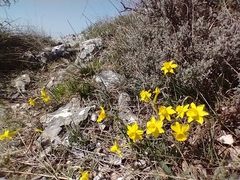 Narcissus assoanus assoanus