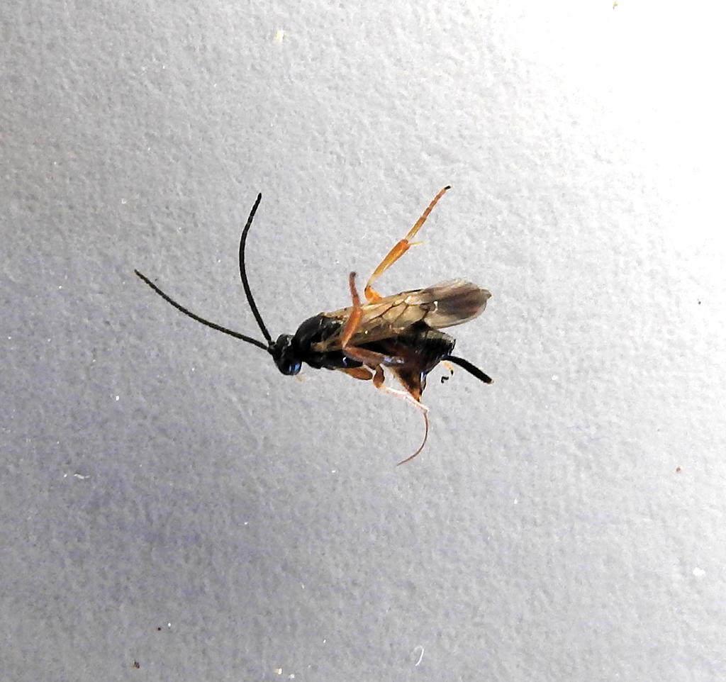 Microgaster gelechiae