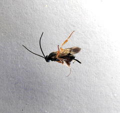 Microgaster gelechiae