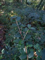Luma apiculata