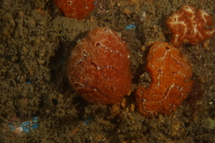 Aplidium nordmanni