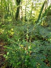 Luma apiculata