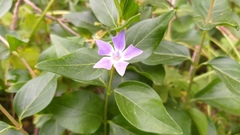 Vinca difformis