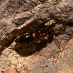 Malporus formicarius