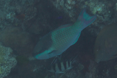 Scarus oviceps