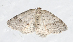 Venusia obsoleta