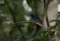 Thamnomanes ardesiacus