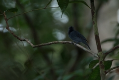 Thamnomanes ardesiacus