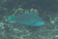 Scarus globiceps