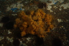 Hymeniacidon perlevis