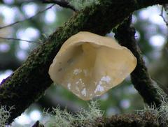 Aleurodiscus vitellinus