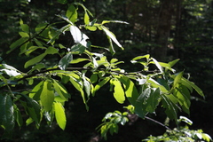 Salix appendiculata