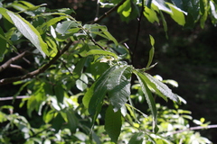 Salix appendiculata