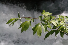 Salix appendiculata