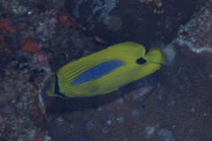 Chaetodon plebeius