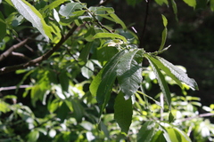 Salix appendiculata