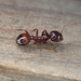 Hybrid Imported Fire Ant - Photo (c) Cole Shoemaker, some rights reserved (CC BY), uploaded by Cole Shoemaker
