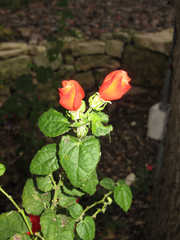 Malvaviscus arboreus drummondii
