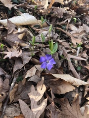 Vinca minor
