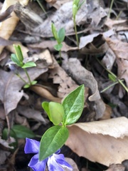 Vinca minor