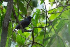 Thamnomanes schistogynus